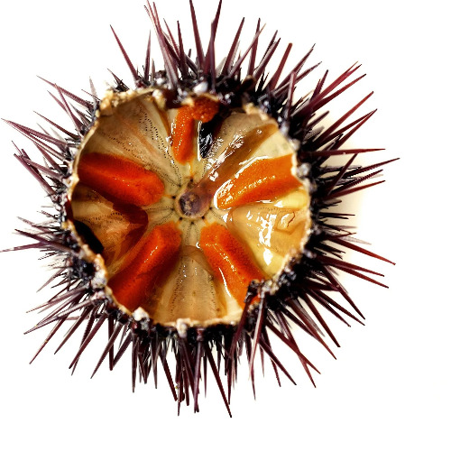Sea Urchin
