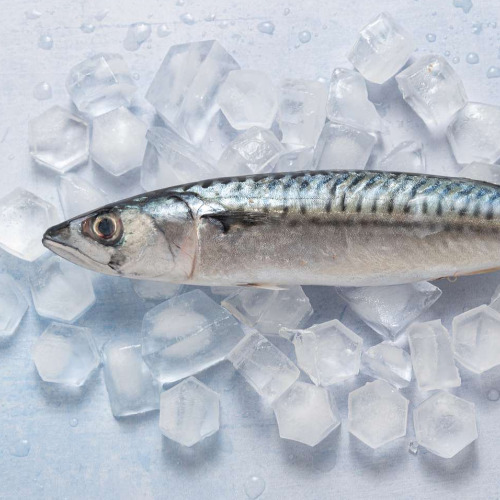 Atlantic mackarel