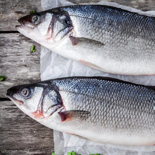 Sea Bass