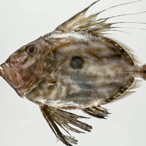 John Dory
