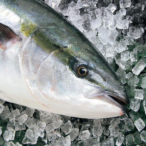Yellow Tail Hamachi