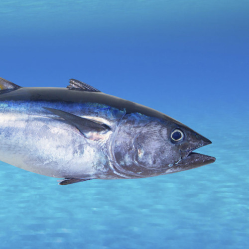 Blue Fin Tuna