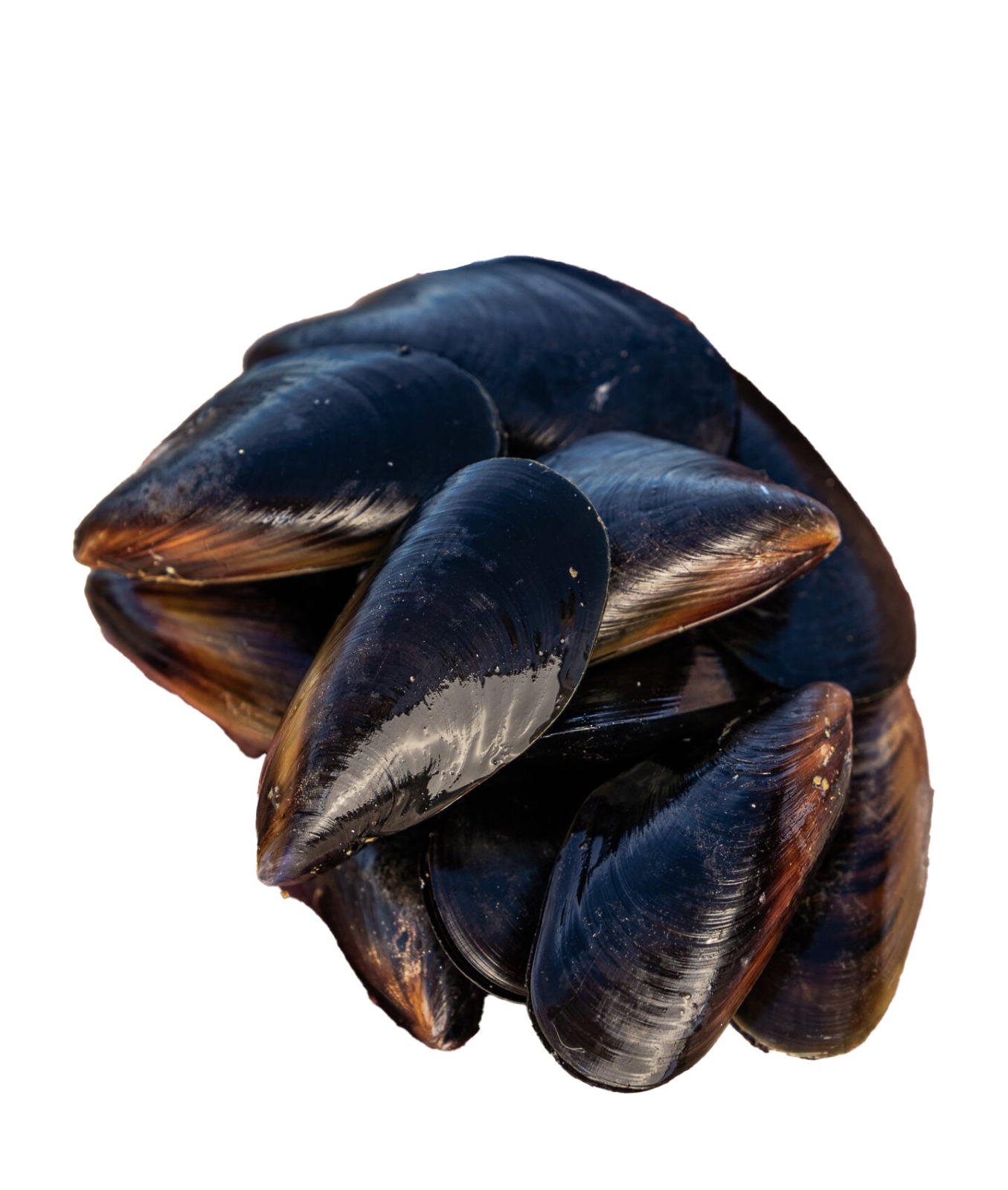 Australian Mussles