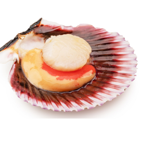 Live Scallops